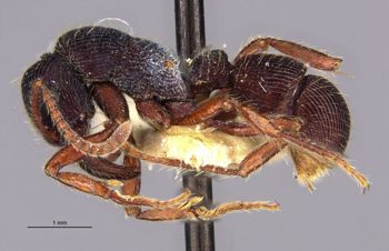 Media type: image;   Entomology 28988 Aspect: habitus lateral view